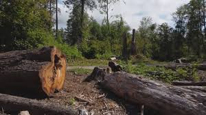 Best Arborist Consultation Services  in Wood Ridge, NJ