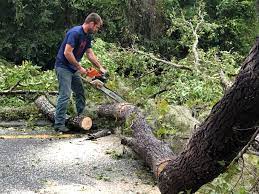 Best Fruit Tree Pruning  in Wood Ridge, NJ