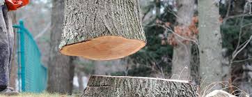 Best Tree Trimming and Pruning  in Wood Ridge, NJ