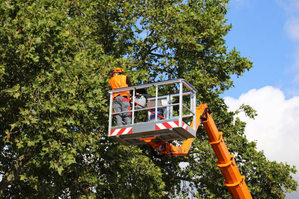 Best Hedge Trimming  in Wood Ridge, NJ