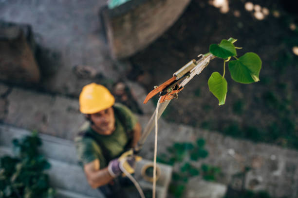  Wood Ridge, NJ Tree Removal Pros