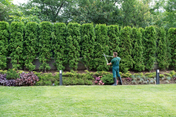 Organic Lawn Care Solutions in Wood Ridge, NJ
