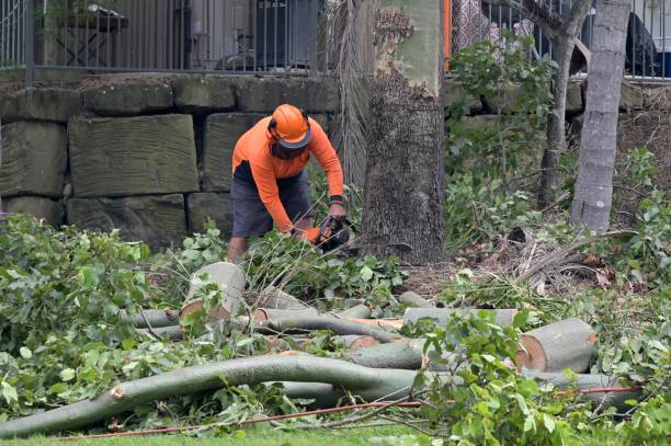 Best Tree Removal  in Wood Ridge, NJ