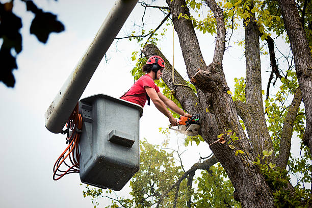 Best Leaf Removal  in Wood Ridge, NJ