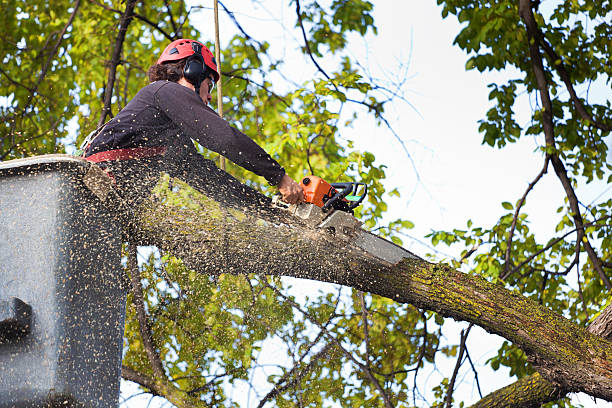 Best Tree Cabling and Bracing  in Wood Ridge, NJ