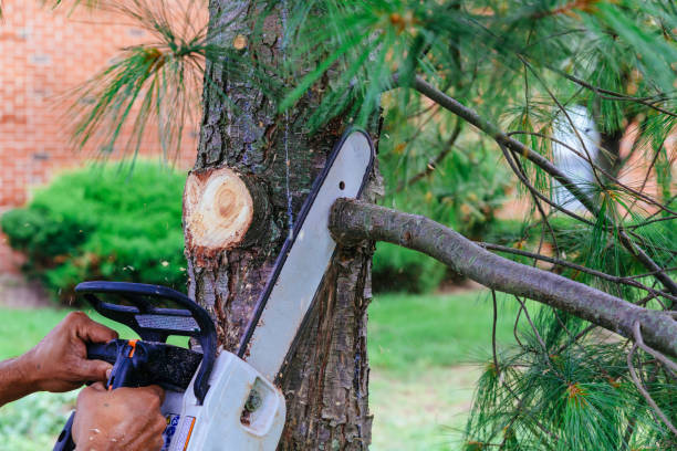 Best Lawn Irrigation Installation and Maintenance  in Wood Ridge, NJ